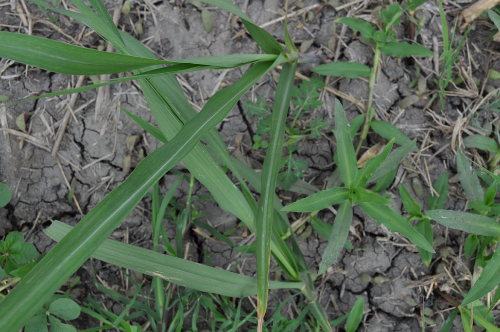 Brachiaria reptans